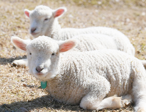ニュージーランドやオーストリアで育った羊の毛を使用